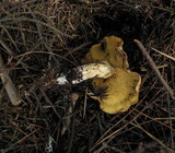 Suillus caerulescens image