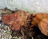 Ganoderma sessile image