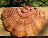 Ganoderma sessile image