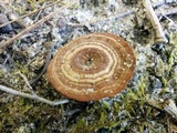 Coltricia cinnamomea image