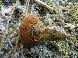 Coltricia cinnamomea image