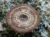 Coltricia cinnamomea image