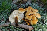 Flammulina populicola image