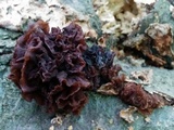 Phaeotremella foliacea image