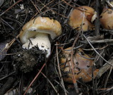Suillus neoalbidipes image