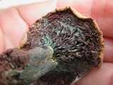 Lactarius rubrilacteus image