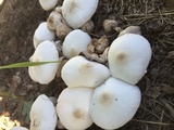 Leucocoprinus cepistipes image