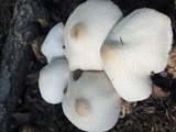 Leucocoprinus cepistipes image