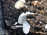 Leucocoprinus cepistipes image