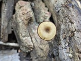 Arrhenia epichysium image