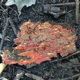 Phlebia coccineofulva image