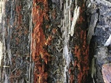 Phlebia coccineofulva image