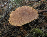 Suillus lakei image