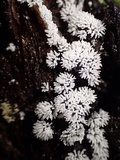 Ceratiomyxa fruticulosa var. fruticulosa image