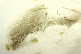 Lanmaoa pseudosensibilis image