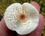 Lepiota cristata image