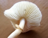 Lepiota cristata image