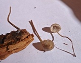 Mycena amicta image
