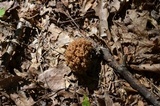 Ramaria formosa image