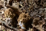 Ramaria formosa image