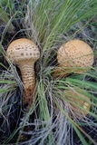 Pholiota squarrosa image