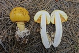 Amanita cochiseana image