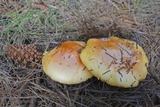 Amanita cochiseana image