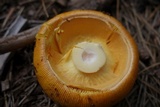 Amanita cochiseana image