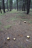 Amanita cochiseana image