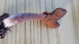 Gyromitra infula image