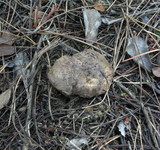 Tylopilus humilis image