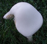 Amanita thiersii image