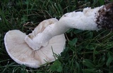 Amanita thiersii image