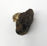 Tylopilus humilis image