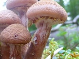Armillaria gallica image