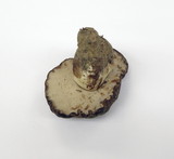 Tylopilus humilis image
