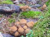 Armillaria gallica image