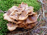 Gymnopus acervatus image