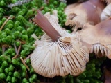 Gymnopus acervatus image