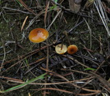 Xeromphalina cauticinalis image