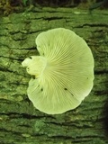 Pleurotus pulmonarius image