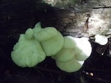 Pleurotus pulmonarius image