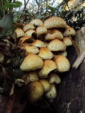 Pholiota squarrosa image