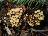 Pholiota squarrosa image
