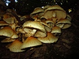 Pholiota squarrosa image