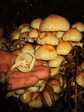Pholiota squarrosa image