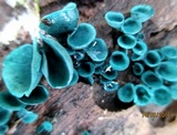 Chlorociboria aeruginascens image