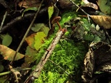 Phaeomarasmius erinaceus image
