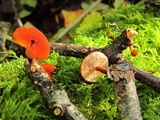 Phaeomarasmius erinaceus image