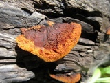 Gloeophyllum sepiarium image